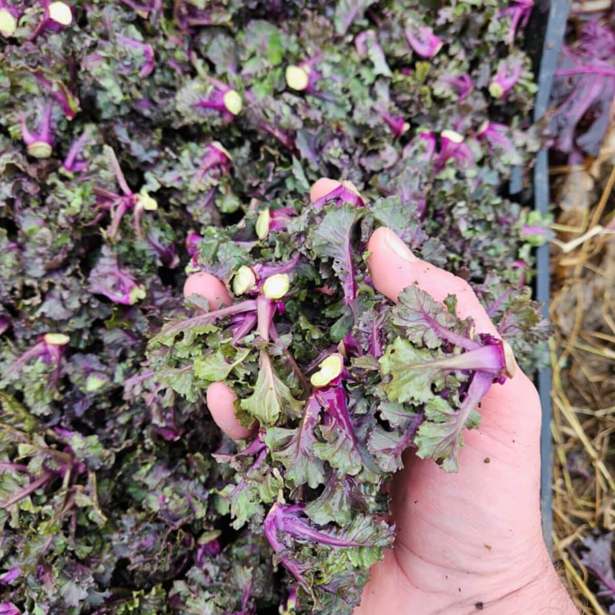 Kalettes / Flower Sprouts
