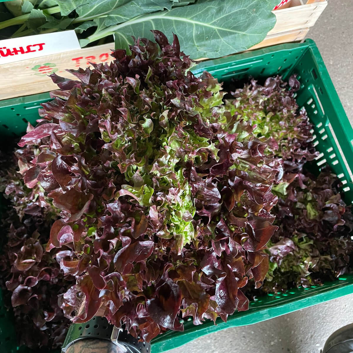 Lollo Rosso