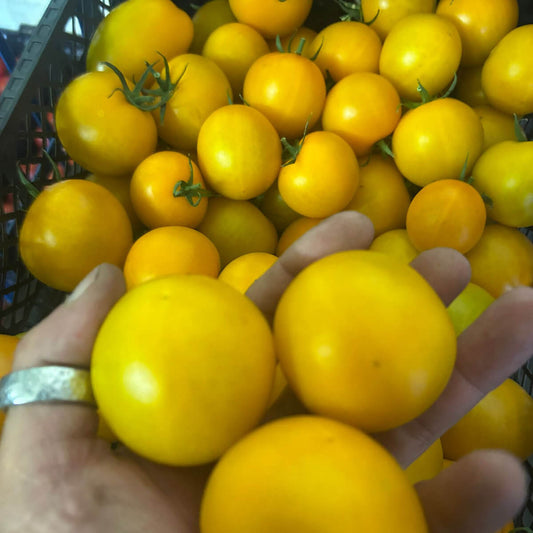 Bolcano-Tomaten