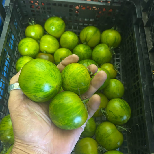 Citronela-Tomaten