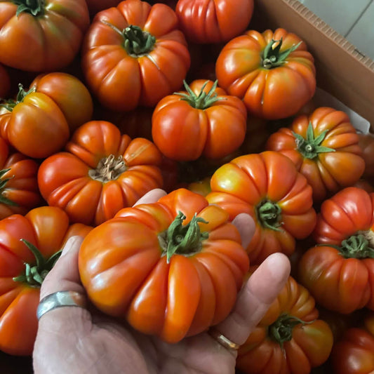 Fleischtomaten