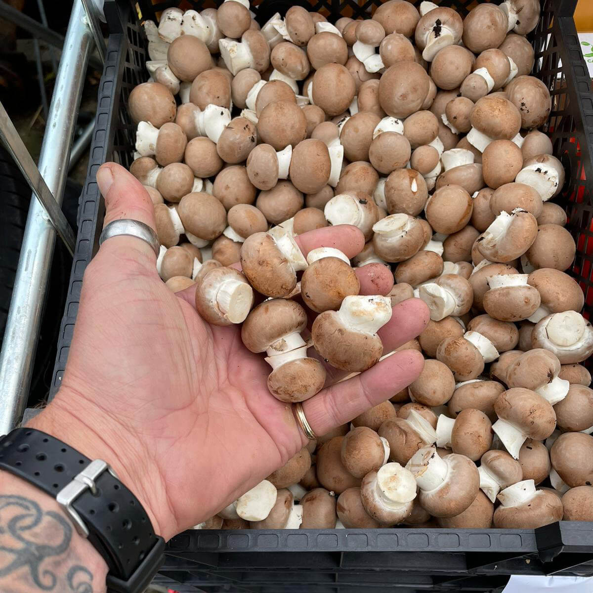 Champignons (Rosé)